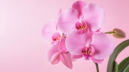 21. A bright orchid pink background with faint diagonal lines for a modern touch
