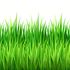 green grass isolated on white