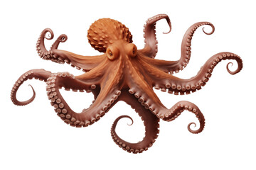 Fototapeta premium Octopus, isolated on transparent background. 