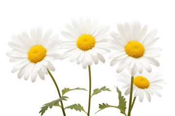 Obraz premium Beautiful daisy flowers, isolated on transparent background. 