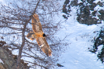 a bearded vulture, gypaetus barbatus, a very large bird of prey, is flying in the alps of austria in the hohe tauern national park, at a winter day