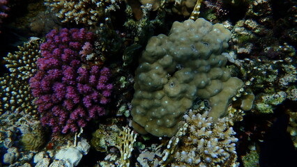 Rasp coral (Pocillopora verrucosa) and finger coral (Porites sp.) undersea, Red Sea, Egypt, Sharm El Sheikh, Montazah Bay