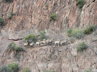 Bighorn Sheep on the cliff