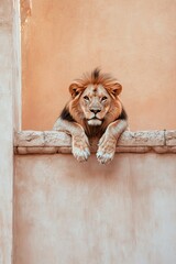 Majestic lion resting on a ledge against a rustic wall in a serene environment