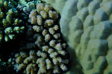 Rasp coral (Pocillopora verrucosa) and finger coral (Porites sp.) undersea, Red Sea, Egypt, Sharm...