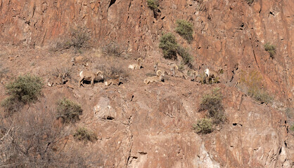 Bighorn Sheep on the cliff