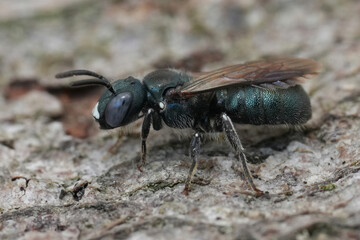 Closeup on the European little carpenter bee, Certaina cyanea posing on wood