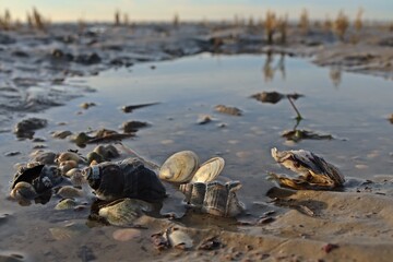 Muscheln und Schnecken im ostfriesischen Watt bei Ebbe.