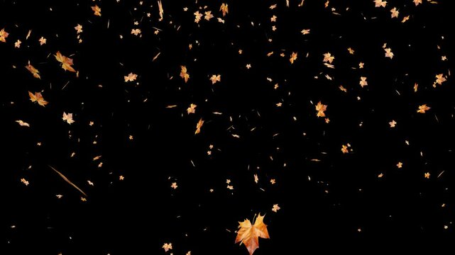 Real Autumn Leaf Leaves Falling with Alpha. Maple Leaves Falling with Luma Matte. 3D rendering. Maple leaves falling alpha channel you can place on footage or background and easier to change color. 4K