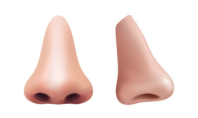 3d realistic vector icon  Hillustration. Human nose and profile. Man anatomy, body parts, respiratory elements.