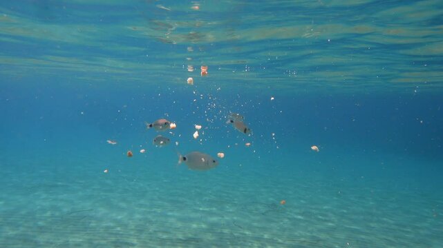 This underwater scene vividly captures fish feeding on bread crumbs and swimming against a backdrop of sparkling blue water and gentle bubbles, showcasing the beauty and tranquillity of marine life.