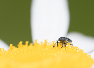 A small brown weevil walks across the yellow center of a daisy flower.