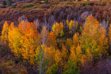 Early Morning on the Dallas Divide