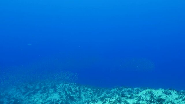 predator fish bonitos  underwater blue ocean scenery chasing and hunting the silversides