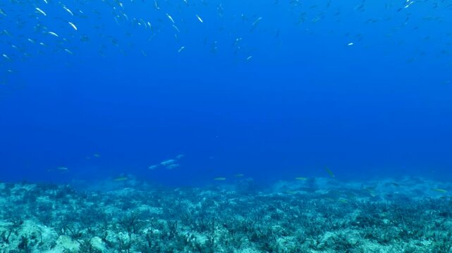 predator fish bonitos  underwater blue ocean scenery chasing and hunting the silversides