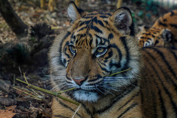 A tiger close up detail