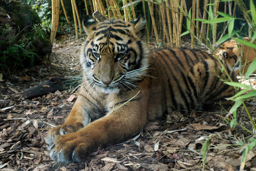 A tiger close up detail