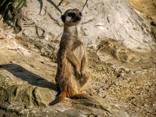 Fototapeta premium Meerkat african mammals close up