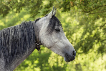 Profile portrait of a grey Arabian horse in nature