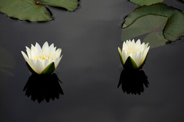 Two lonely white water lilies.