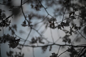 Sakura blossom tree