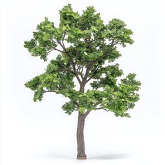 A tall oak tree with lush green leaves and a sturdy trunk on a white background