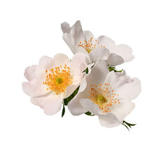 Fototapeta premium Pale pink Dog rose (Rosa canina) flowers isolated on white background. Design element for creating wedding cards, invitations, floral arrangements, collages, frames, wreaths.