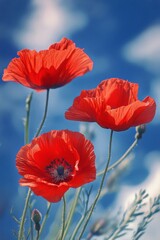 Obraz premium Bright red poppies bloom against a blue sky in a serene natural setting during springtime