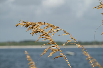 Sea Oats growing on a beach on Pensacola Bay