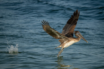 Brown Pelican takes flight from water