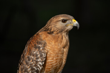 A red-shouldered hawk sitting on a perch