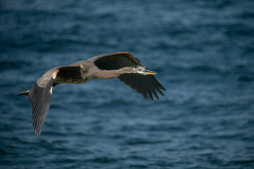 Great Blue Heron flying over water