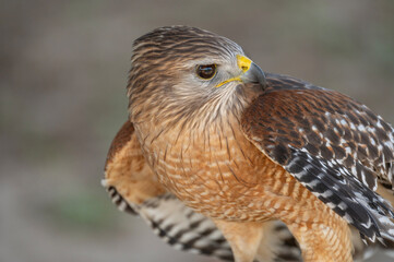 A red-shouldered hawk sitting on a perch