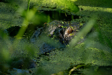 An american alligator hiding in duckweed