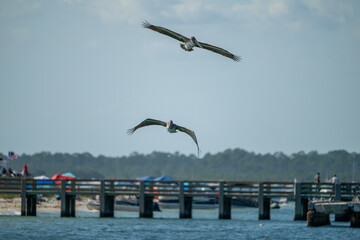 Two brown pelicans flying over water in front of fishing pier