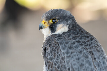 Peregrine Falcon face and back