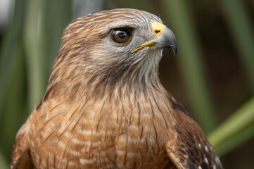 red shouldered hawk face and upper body