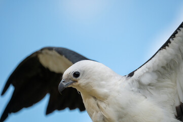 Swallow tail kite with wings out