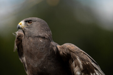 short tailed hawk face and upper body