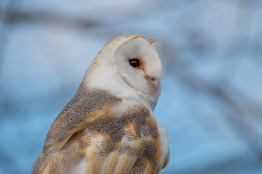 barn owl sitting in tree with blue sky