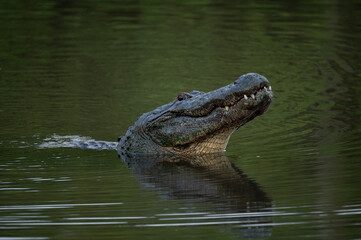 american alligator holding head up above water