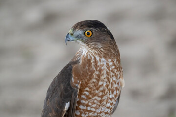 coopers hawk face and upper body