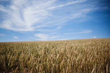 wheat field and sky
