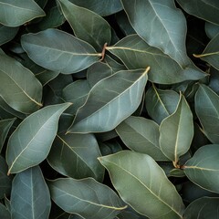 Dense arrangement of fresh bay leaves on a neutral background showcasing their vibrant green color