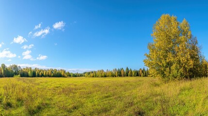 Obraz premium Scenic Autumn Landscape with Lush Green Field and Golden Trees under Blue Sky