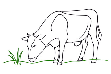 Fototapeta premium Cow Grazing on Grass Peaceful Farm Scene on White Background