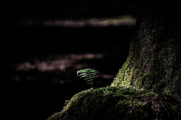 fern in the forest