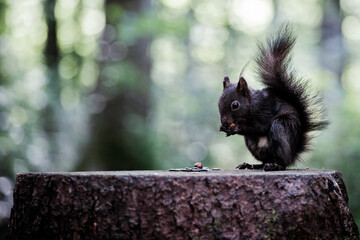 squirrel in the park