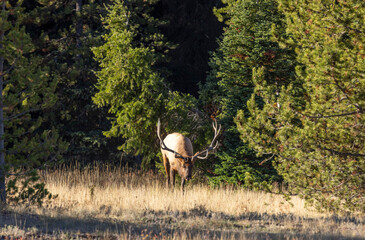 Bull Elk During the Rut in Autumn in Wyoming