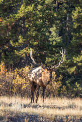 Bull Elk During the Rut in Autumn in Wyoming
